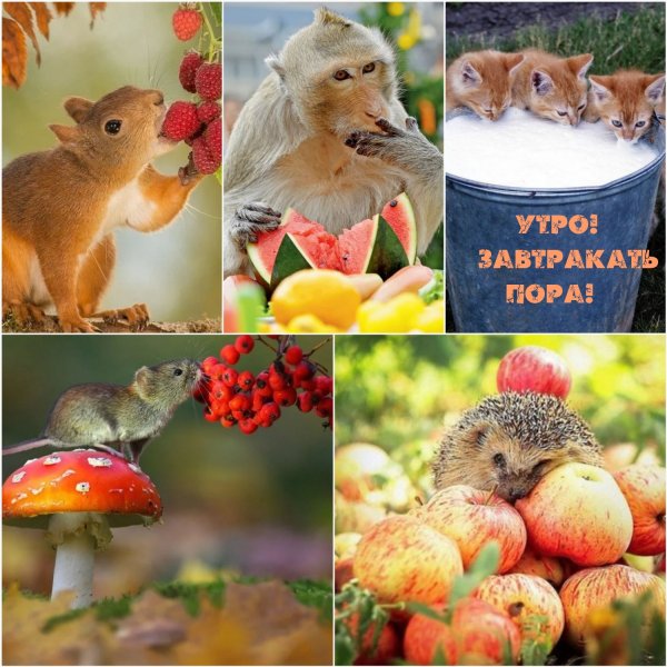 Доброе утро лебеди