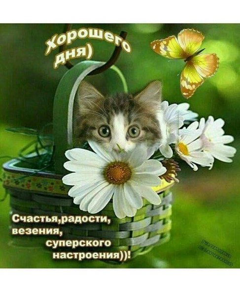 Открытки с пожеланиями хорошего дня