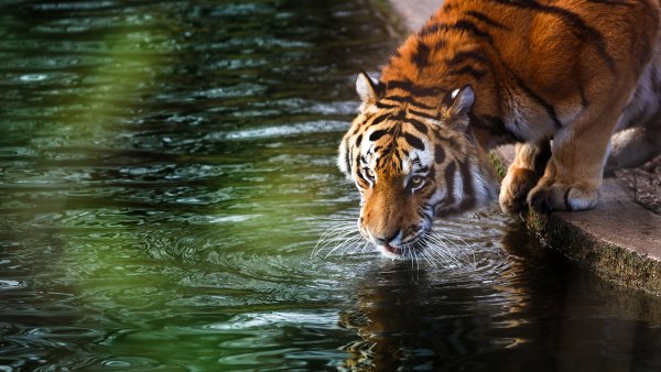 Животные пьют воду