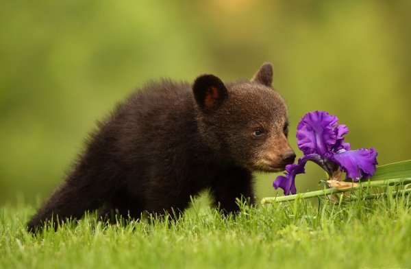 Весенний медведь