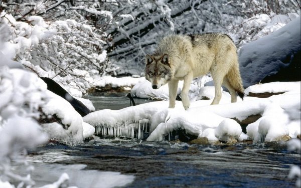 Обыкновенная Рысь Lynx Lynx