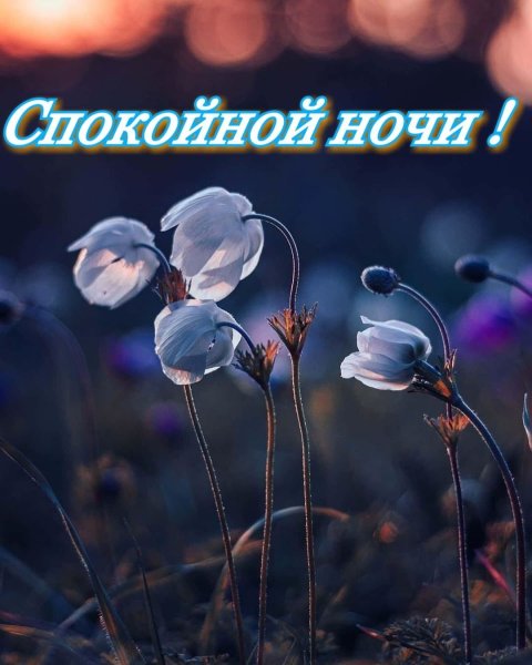 Спокойной летней ночи