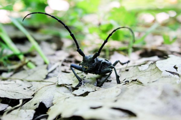 Божья коровка на цветке