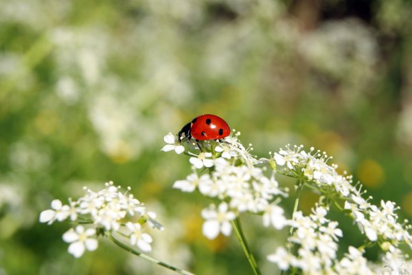 Макросъемка природа