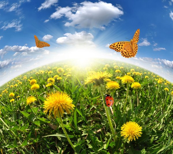 Художник славянист Ольшанский