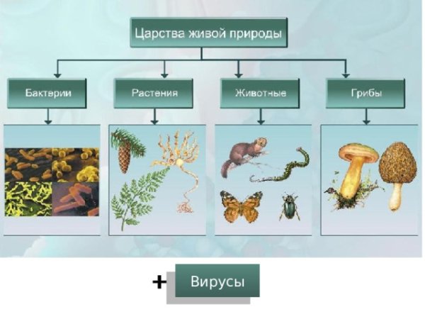 Царство живой природы классификация схема