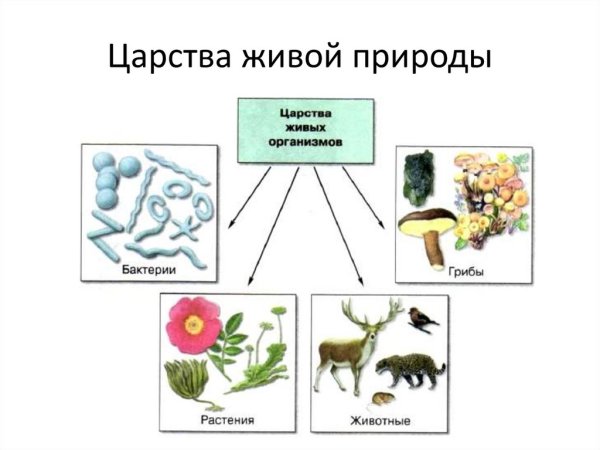 Царство живой природы 5 класс биология