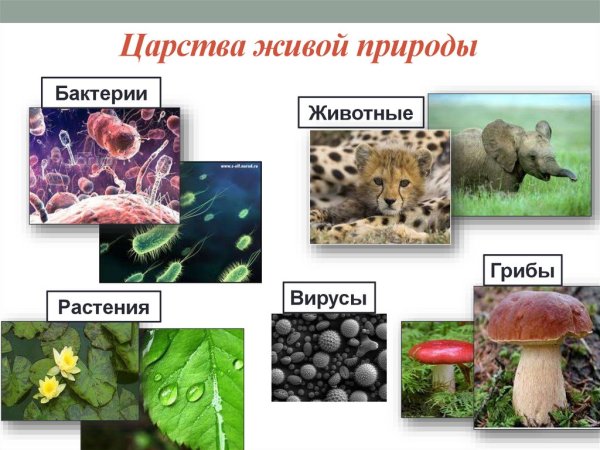 5 Царств живой природы в биологии