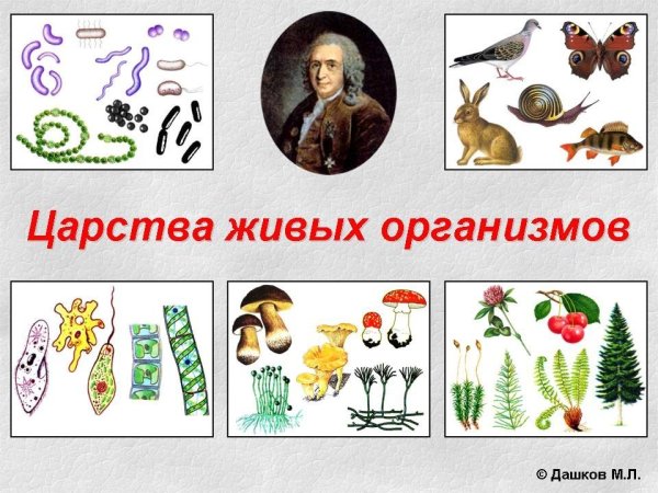 Царства живых организмов 6 класс