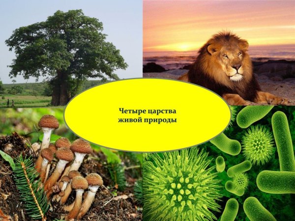 Царства живой природы