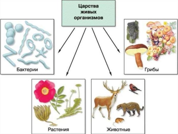 Биология 5 класс царства растений, животных, бактерий, грибов