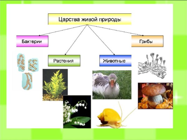 Царство растений царство животных царство грибов
