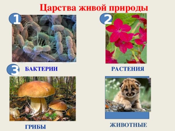 Животные растения грибы