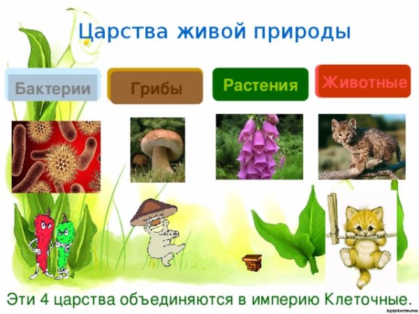 Царство животных царство растений царство грибов царство бактерий