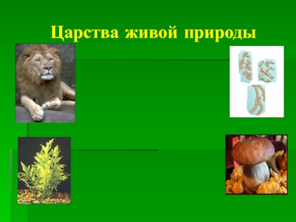 Бактерии грибы животные