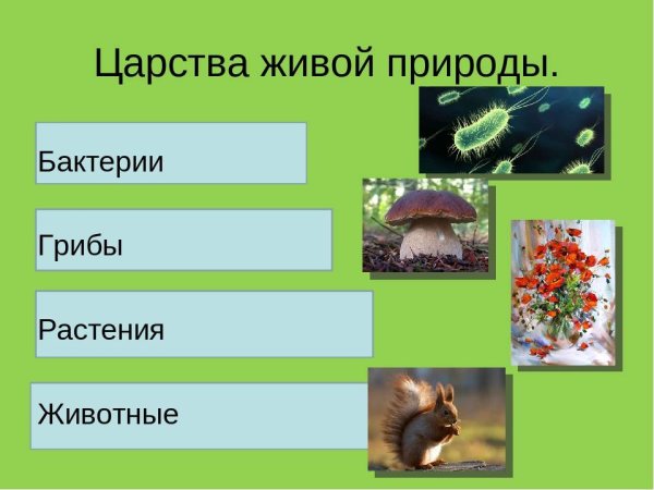 Царства живой и неживой природы