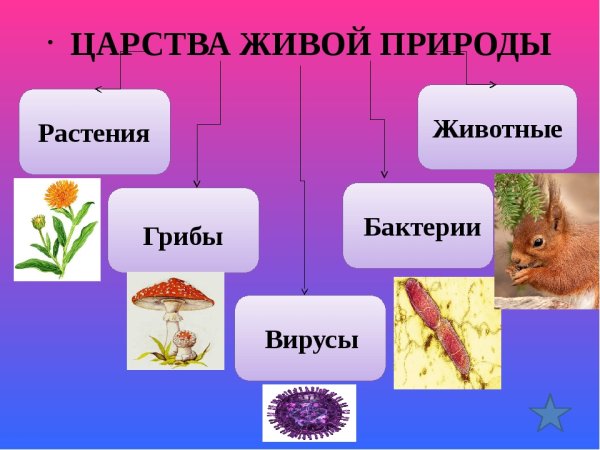 Царство растений царство животных царство грибов