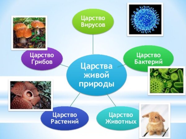 Царство растений животных грибов бактерий вирусов
