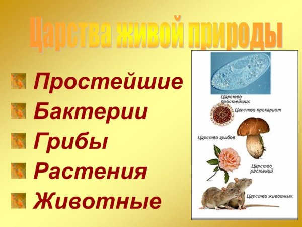 4 Царства животные грибы растения