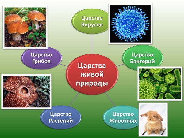 Царство животных царство растений царство грибов царство бактерий
