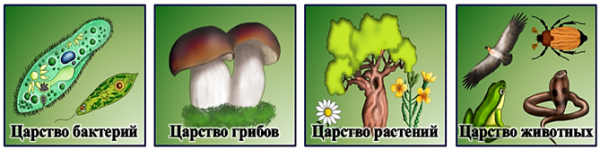 Царство животных царство растений царство грибов царство бактерий