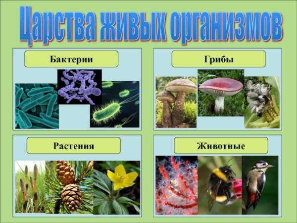 Царство растений грибов животных
