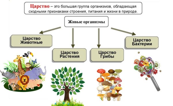 Бактерии грибы растения животные это царство