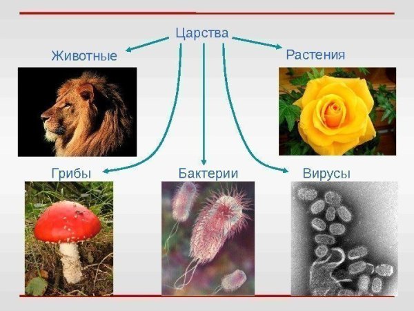 Царство растений царство животных царство грибов