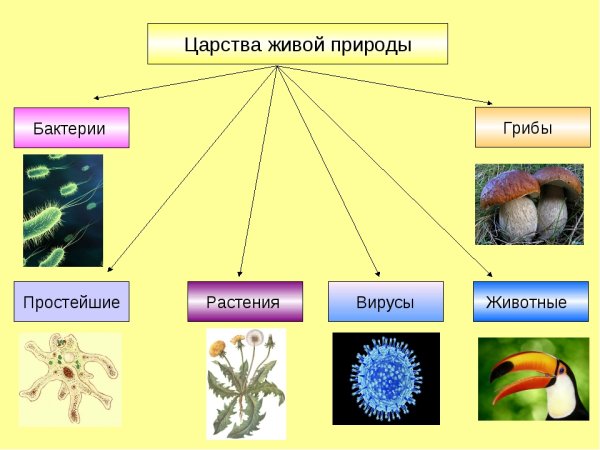 Царства Надцарство живой природы