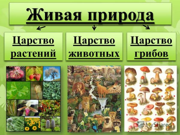 Царство живой природы бактерии грибы животные и человек