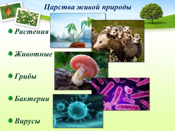 Царства живой природы