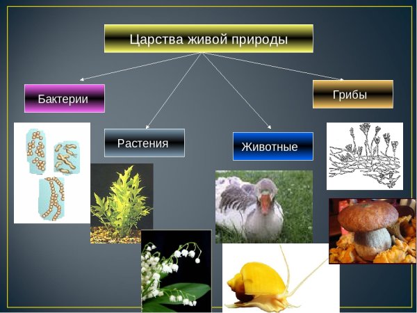 Царства живой природы