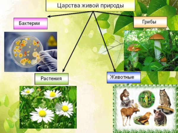 Царство живой природы 5 класс биология