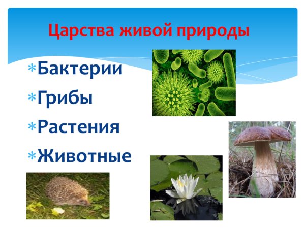 Биология царства живой природы