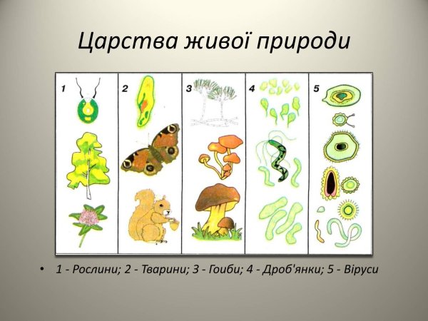 Биология 4 царства живой природы