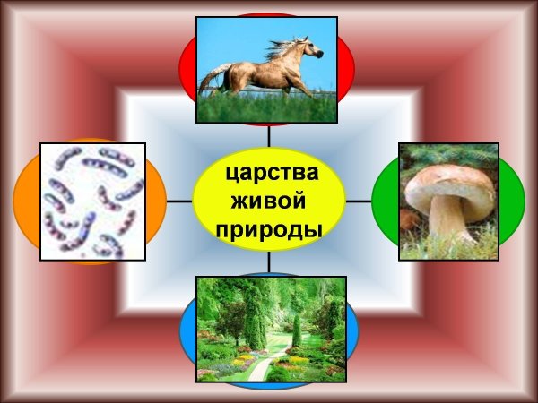 Разнообразие живой природы царства живой природы 5 класс биология