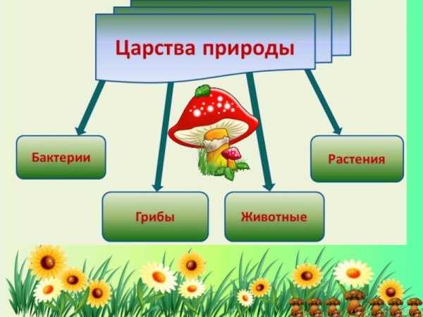 Биология 4 царства живой природы