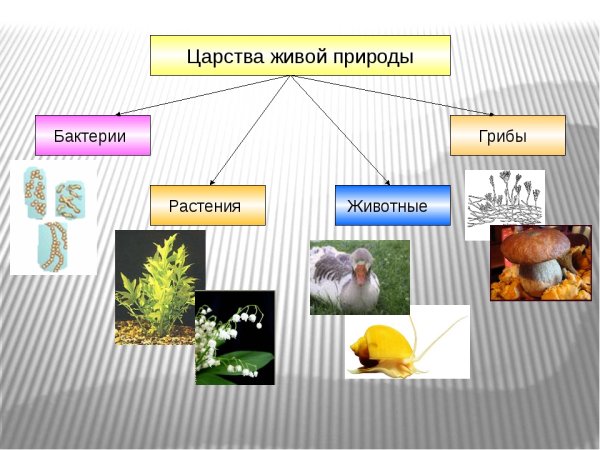 Царство растений царство животных царство грибов