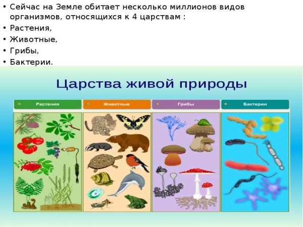 Царство животных растений грибов и бактерий 3 класс