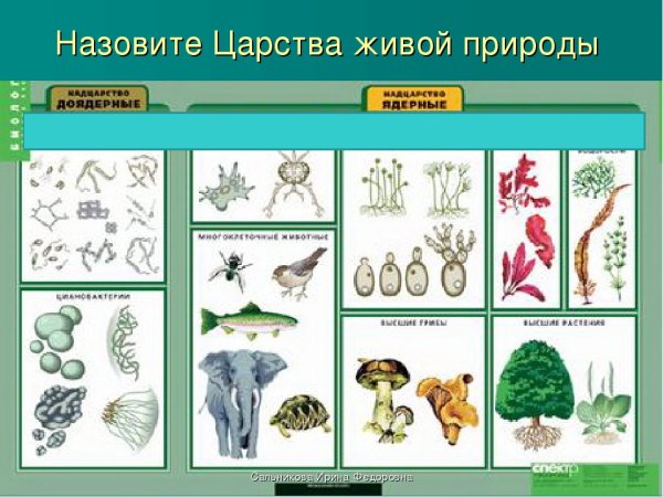 Царство животных и растений