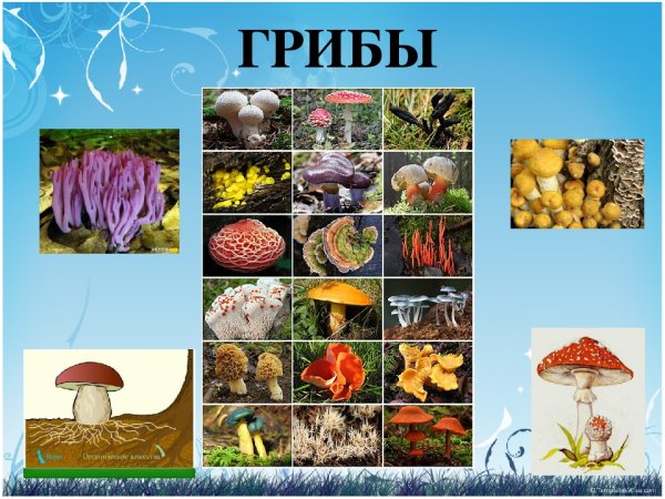 Царство живой природы 5 класс биология