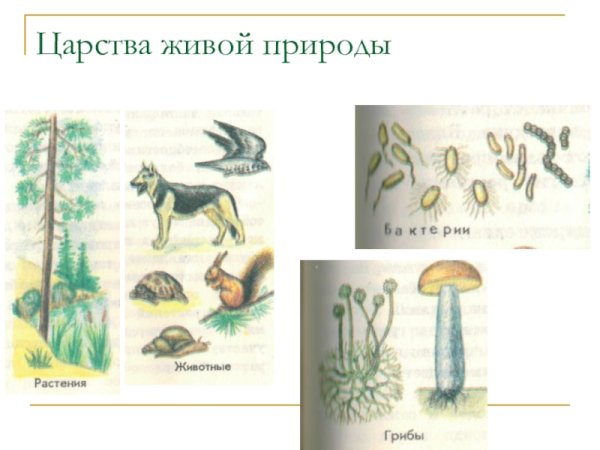 Царства природы презентация