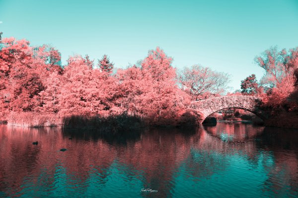 Природа в розовых тонах