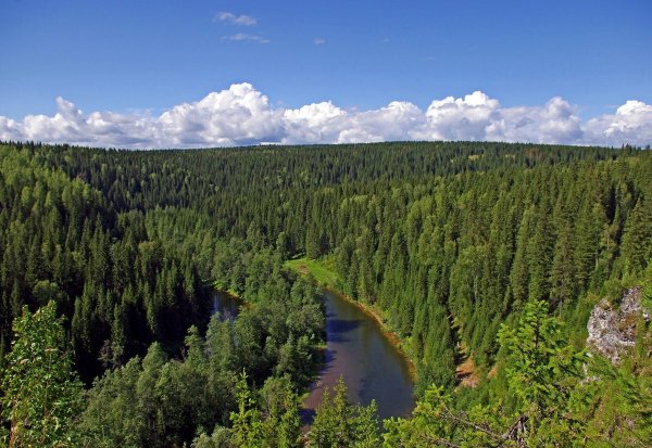 Тайга река Красноярск