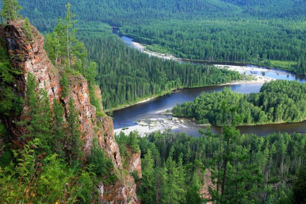 Сибирский, Таежный, Лесной, дикий