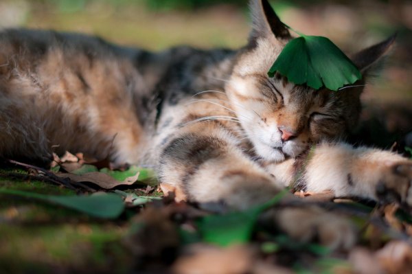 Спящий котик на природе