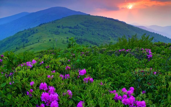 Роза Аппалачи