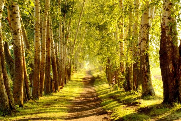 Лесная тропинка в перспективе