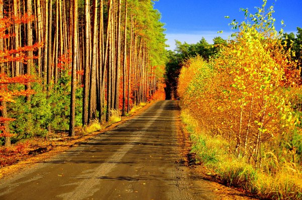 Перспектива природа
