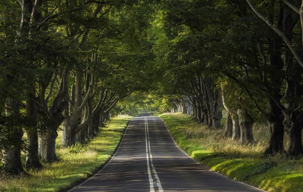 Аллея парка уходящая вдаль